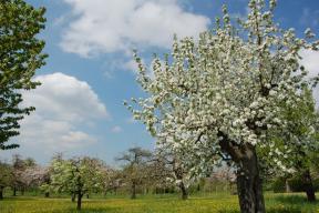 Blühende Obstbäume bei Lienzingen.